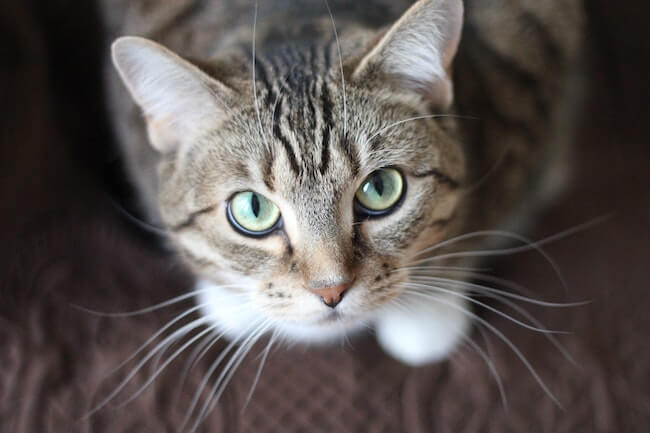 Gray striped cat with green eyes looking up.